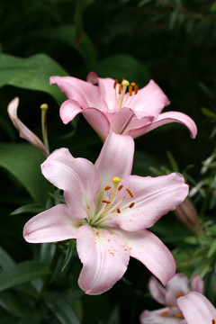 莉莉在花園里