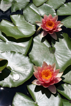 水百合