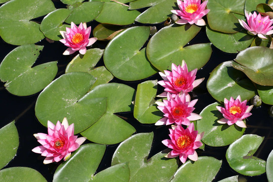 水百合