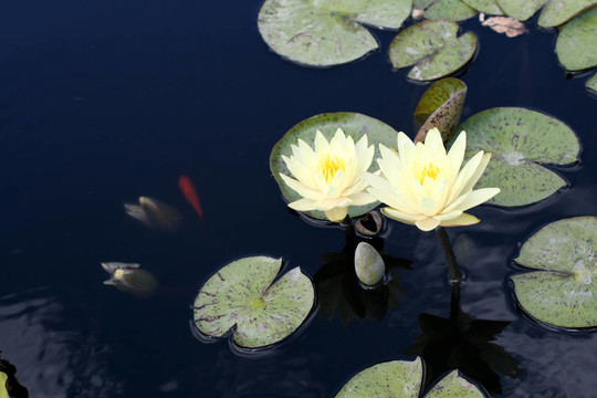 水百合