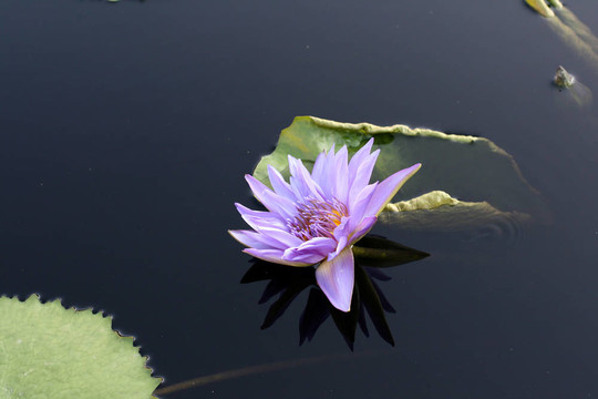 水百合
