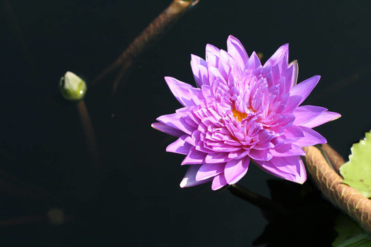 水百合