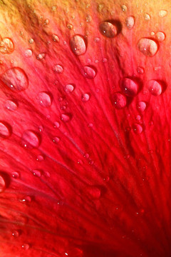 芙蓉花瓣