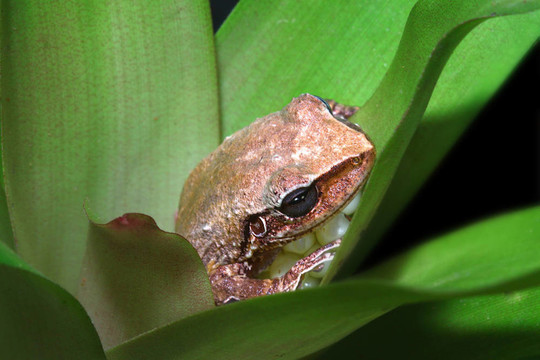 常見的coqui