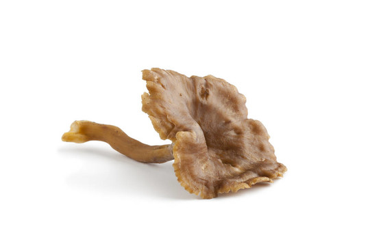 整個單Chanterelle grise mushroom