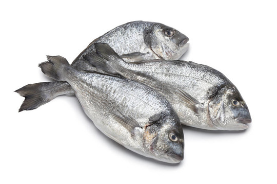 鍍金頭鳊魚(yú)