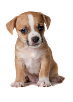 幼犬