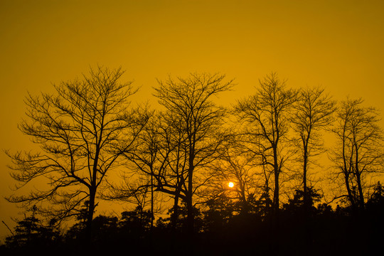 樹林落日夕陽