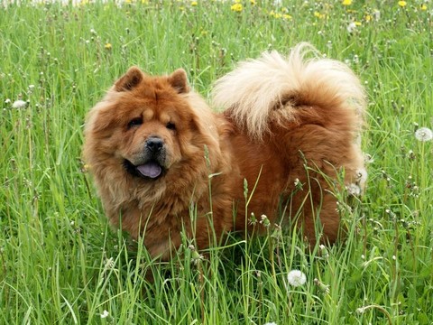 布朗犬