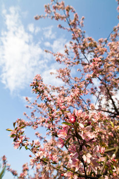 蘋果花開