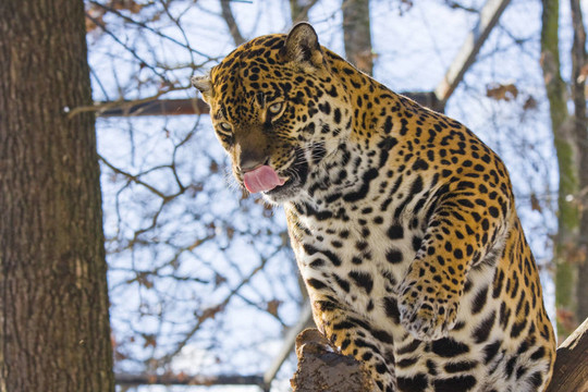 捷豹（Panthera onca）
