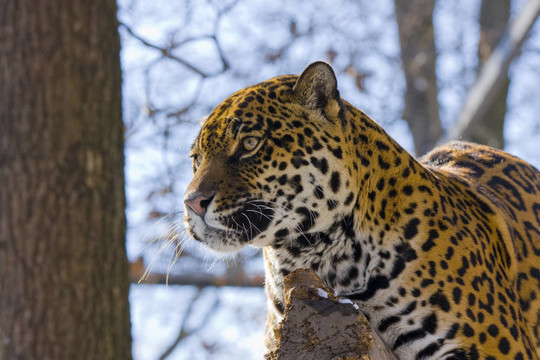 捷豹（Panthera onca）