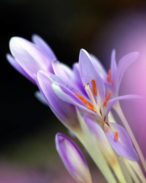 番紅花
