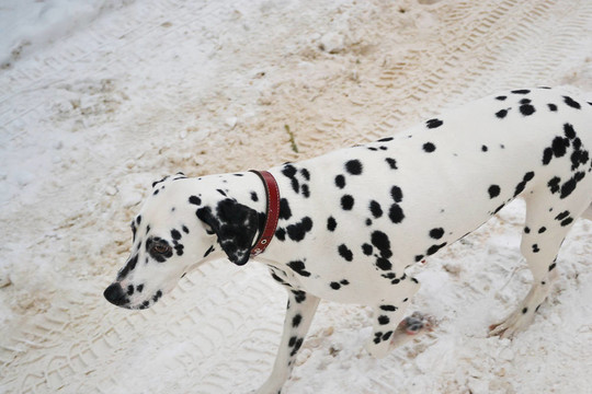 Dalmatian的小狗