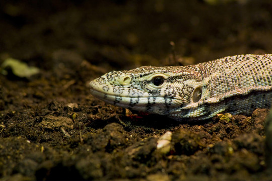 華麗的監(jiān)控（Varanus ornatus）