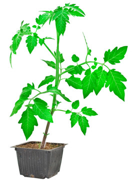 番茄