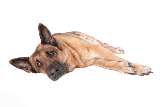 德國(guó)牧羊犬的鋪設(shè)