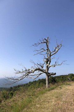 風景秀麗的藍嶺山脈