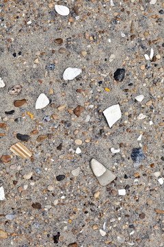 海滩上的贝壳和石头