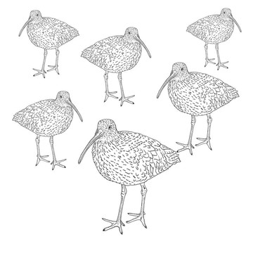 白腰杓鷸；鳥。插畫。