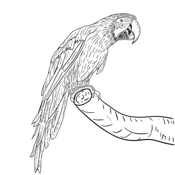 金剛鸚鵡。插畫。