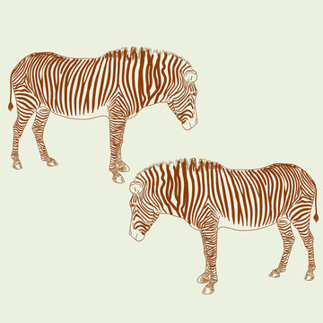 兩只斑馬。插畫。