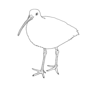 白腰杓鷸；鳥。插畫。