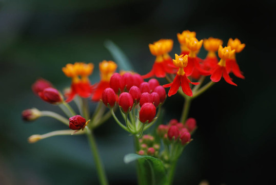來自雨林的橘紅色花