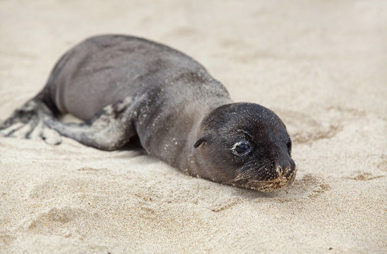 新生海獅