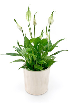 白鶴芋開(kāi)花