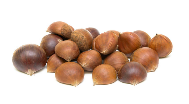 板栗（Castanea sativa）在白色背景