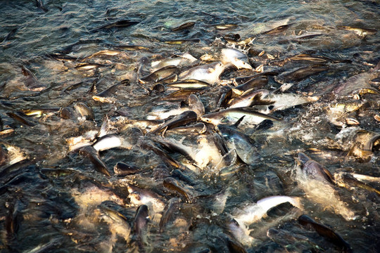 河里的鯰魚