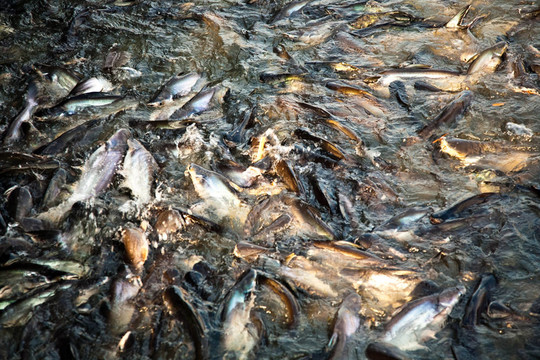河里的鯰魚(yú)