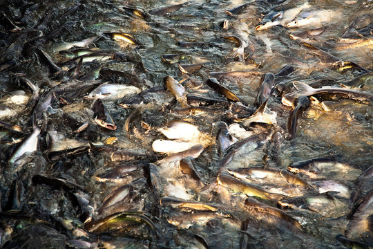 河里的鯰魚