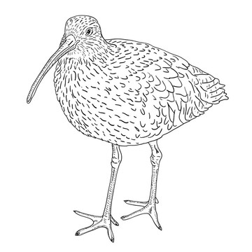 白腰杓鷸；鳥。插畫。