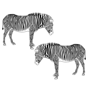 兩只斑馬。插畫。