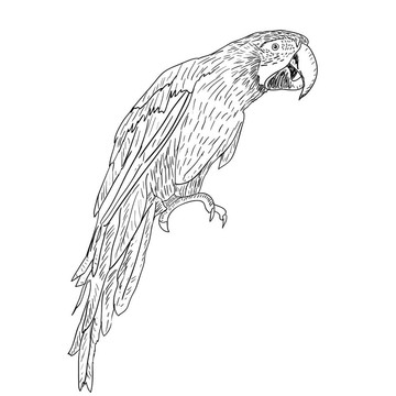 金剛鸚鵡。插畫。