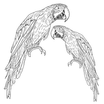 金剛鸚鵡。插畫。