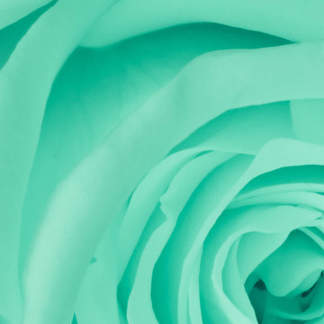 綠薔薇特寫