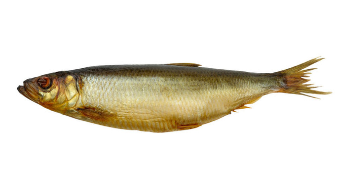 熏鯡魚