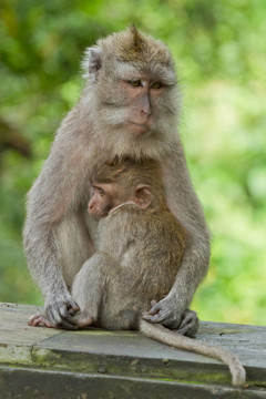 猴（Macaca fascicularis）