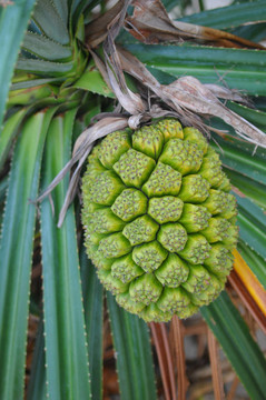 菠蘿