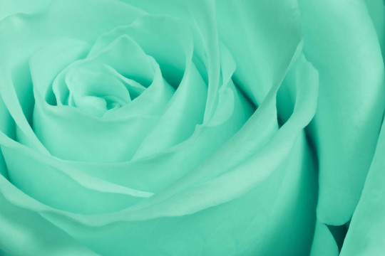 綠薔薇特寫