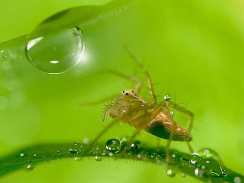 綠草上滴水珠