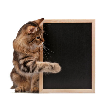 貓（40）blackboard_17 .jpg