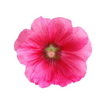 蜀葵