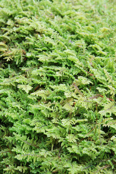 苔蘚背景