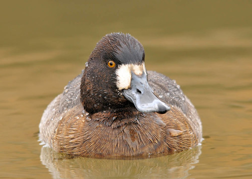 Lesser Scaup（女）