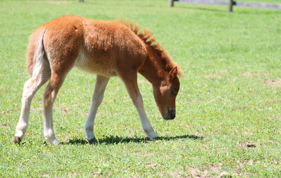 小馬駒