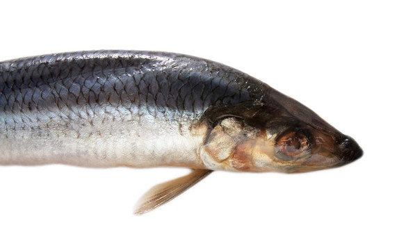白色背景上腌制的鯡魚